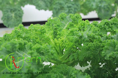 DETOX GIẢI NHIỆT CÙNG CẢI XOẮN KALE  RRFARN