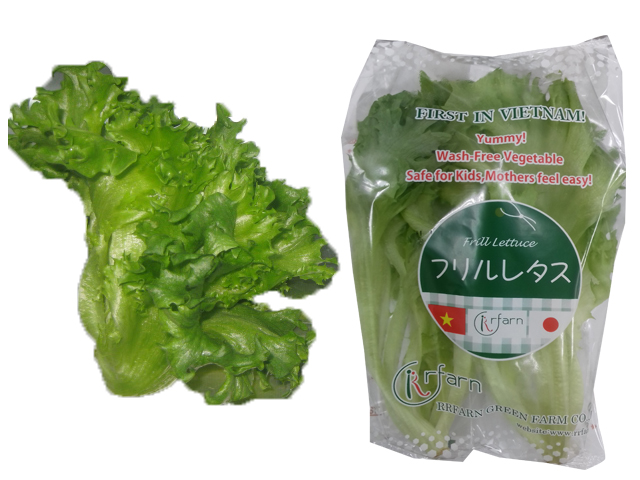 Frill lettuce(Rau diếp xoắn)