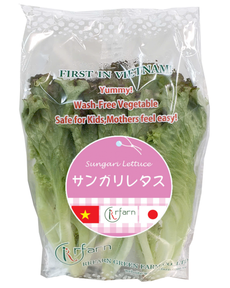 XÀ LÁCH THỦY TINH TÍM (SUNGARI LETTUCE)